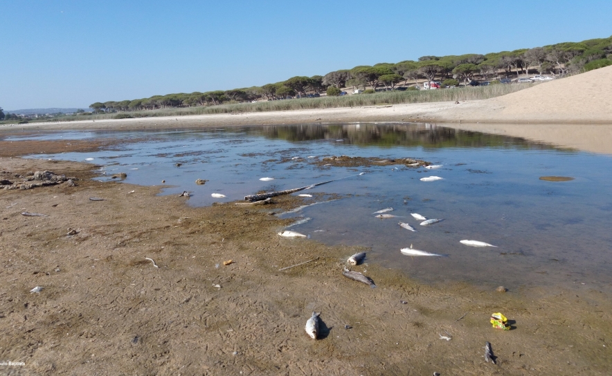 Redução da água em lagoa perto de Quarteira leva à morte de algumas centenas de peixes