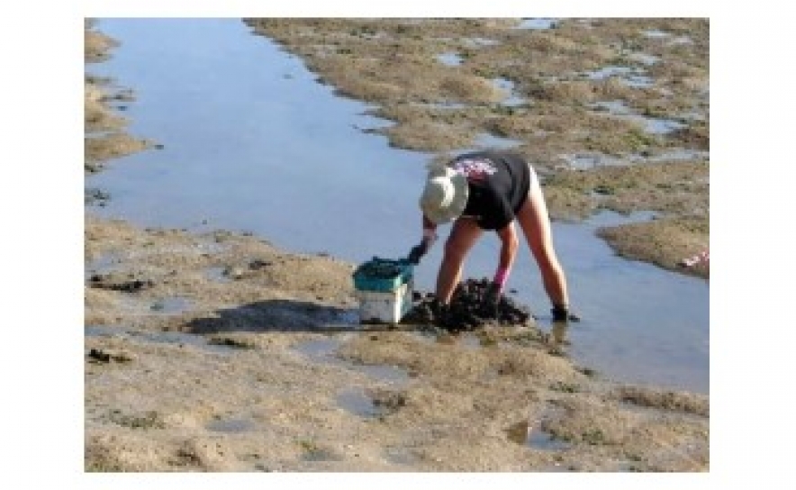 Encontrados valores elevados de toxinas paralisantes em moluscos bivalves
