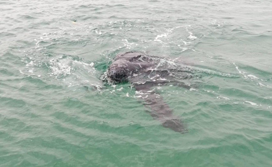 Centros de reabilitação de animais marinhos receberam mais de 40 tartarugas marinhas desde 2020 Centros de reabilitação de animais marinhos receberam mais de 40 tartarugas marinhas desde 2020