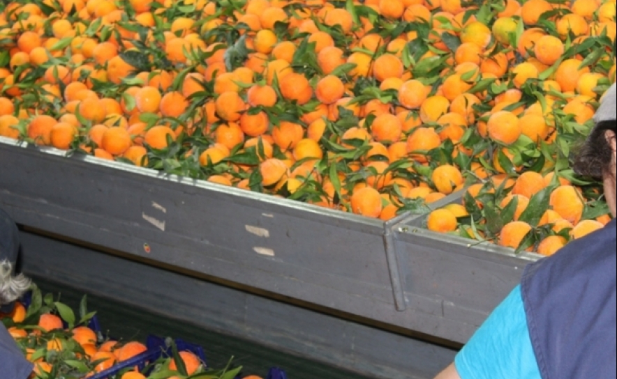 Laranja do Algarve pode estar ameaçada a curto prazo