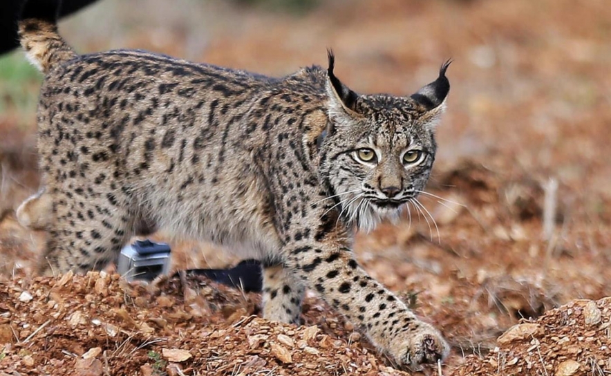 Silves já viu nascer 136 linces Ibéricos e 86 já se encontram em liberdade