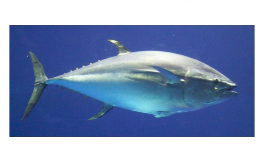 Um atum rabilho com quase de 3 metros detetado pela primeira vez em Sesimbra