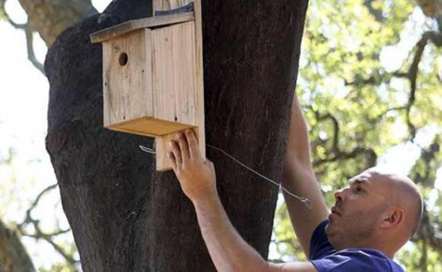 Albufeira tenta controlar lagarta do pinheiro com ninhos para atrair chapins 