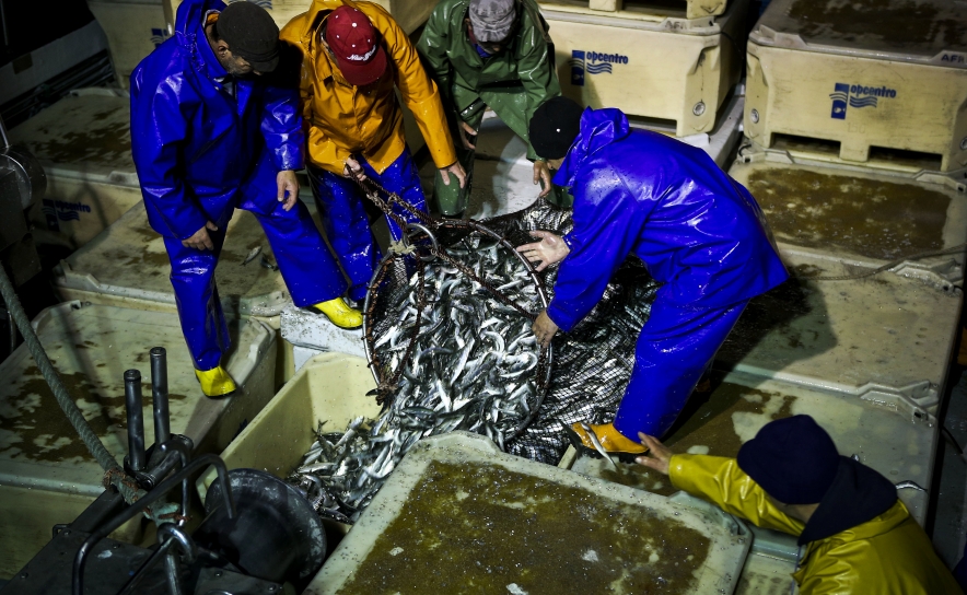 Pesca da sardinha reabriu ontem e Portugal com um limite de 34.406 toneladas
