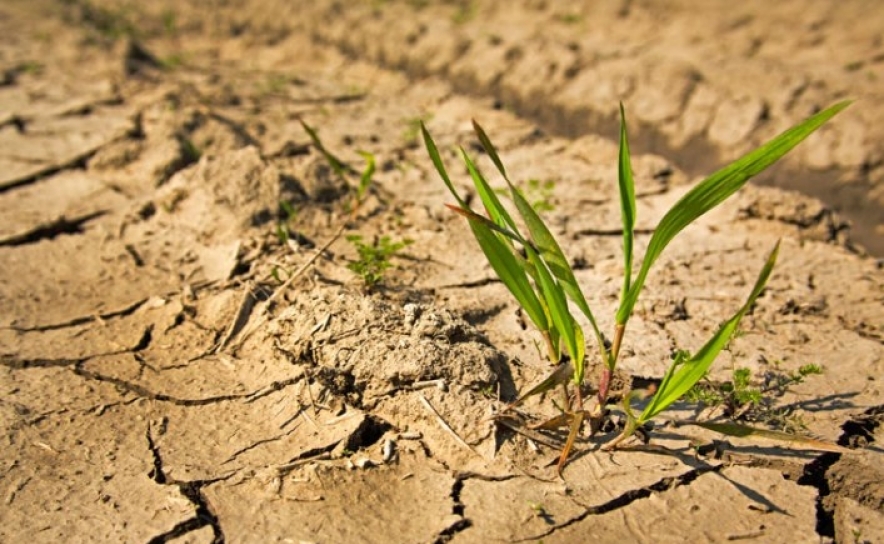 Seca: Direção-Geral de Agricultura ativa planos de contingência nas zonas mais afetadas 