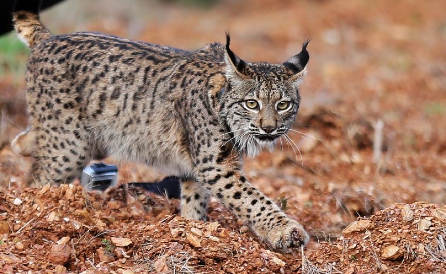 Cerca de 200 linces vivem no Vale do Guadiana após 70 nascimentos em 2021
