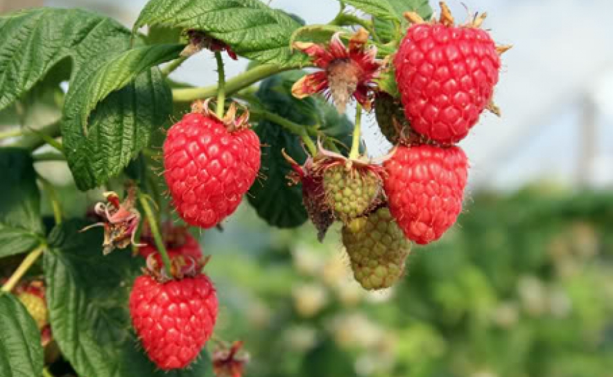 RECRUTAMENTO DE TRABALHADORES PARA COLHEITA DE FRUTOS VERMELHOS