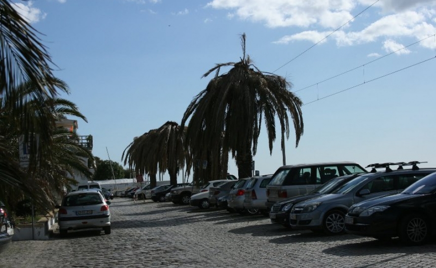 Câmara de Faro estuda substituição de palmeiras por coqueiros