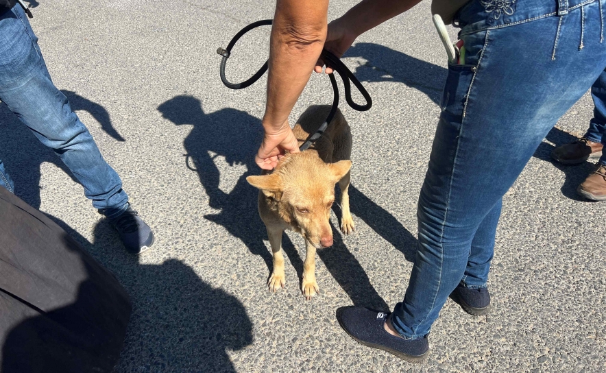 Ação de Fiscalização no Bairro Horta da Areia em Faro verifica bem-estar de animais de companhia