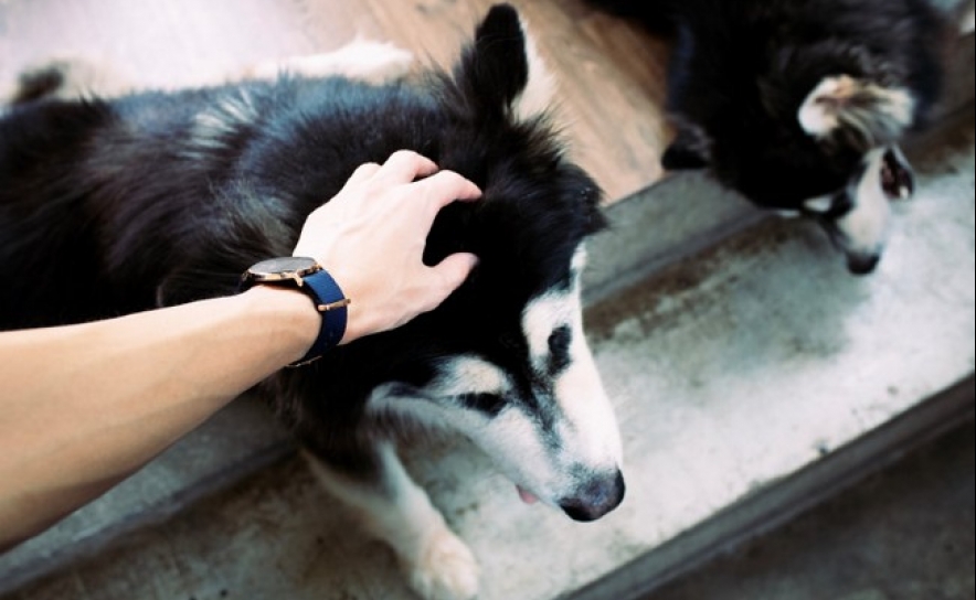 Tens animais domésticos?