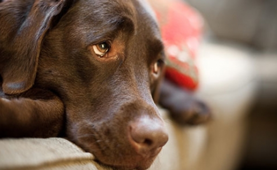 19 de agosto | Dia Internacional do Animal Abandonado