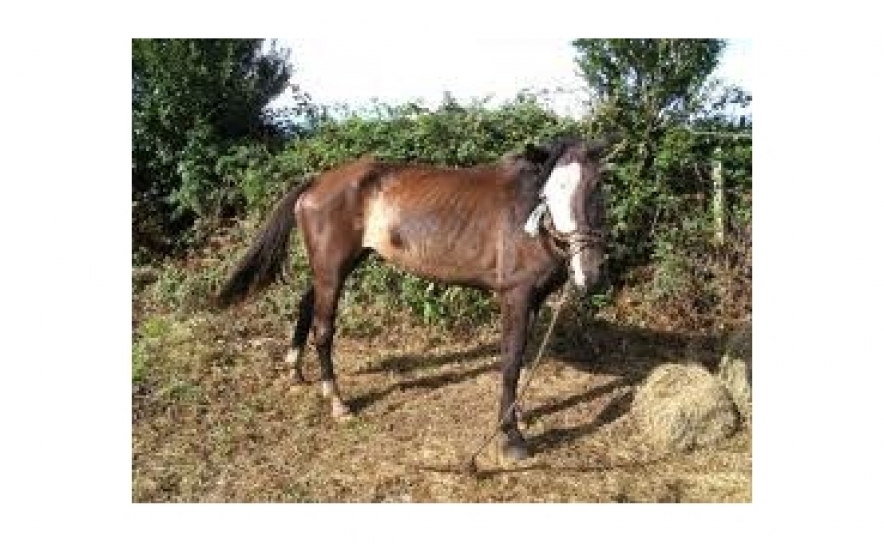 A Câmara de Lagoa acompanha as entidades competentes na solução do problema dos cavalos na zona norte da cidade