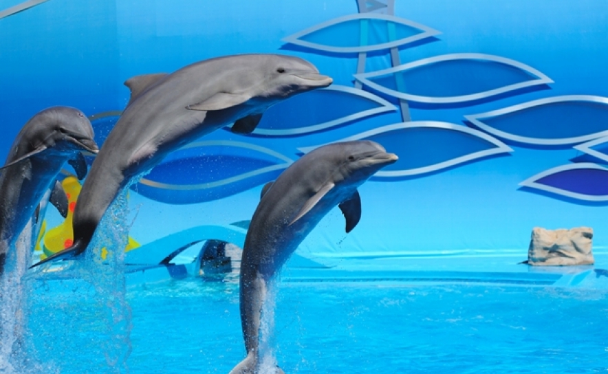 Zoomarine vence Portugal Trade Awards 2015 (C/Video)