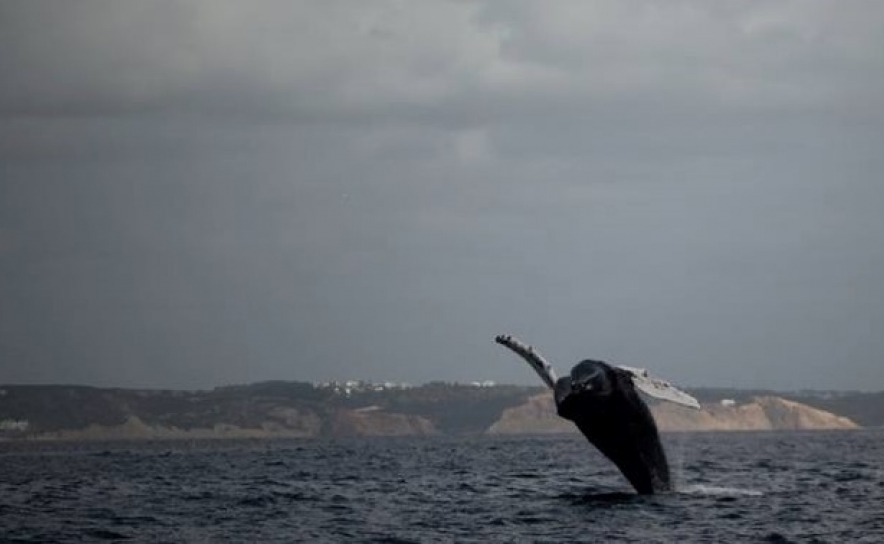 Fotos: Cape Cruiser Sagres