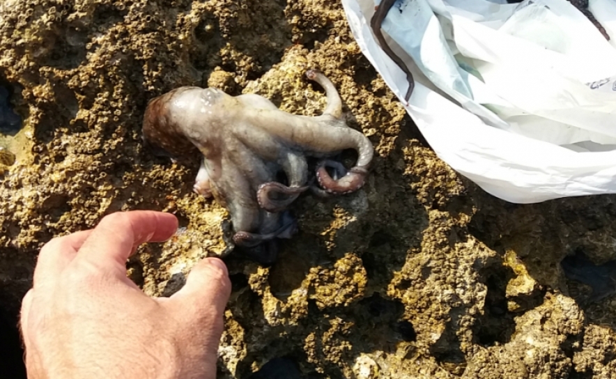 Polícia Marítima deteta captura ilegal de polvos imaturos