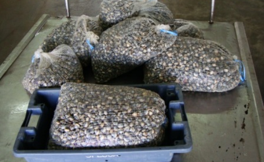 Olhão – Apreensão de bivalves