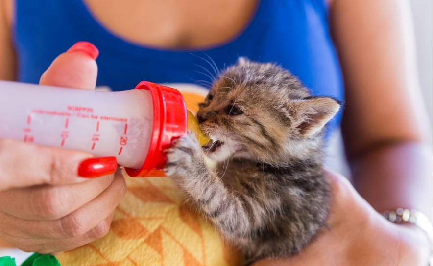 Gato a ser alimentado   Foto: Eduardo Raposo