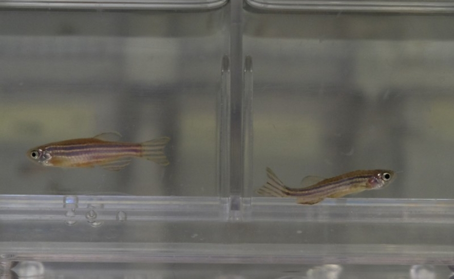  Peixes-zebra ao longo da vida (à esquerda, peixe-zebra adulto maturo com cerca de um ano; à direita, peixe-zebra idoso com cerca de 3 anos). Créditos: IGC