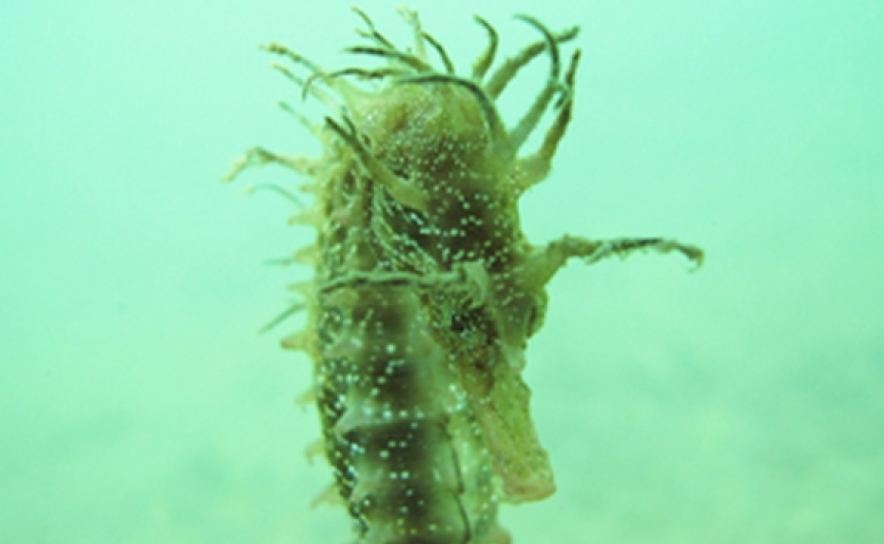 Cientistas alertam para a vulnerabilidade de cavalos marinhos  da Ria Formosa