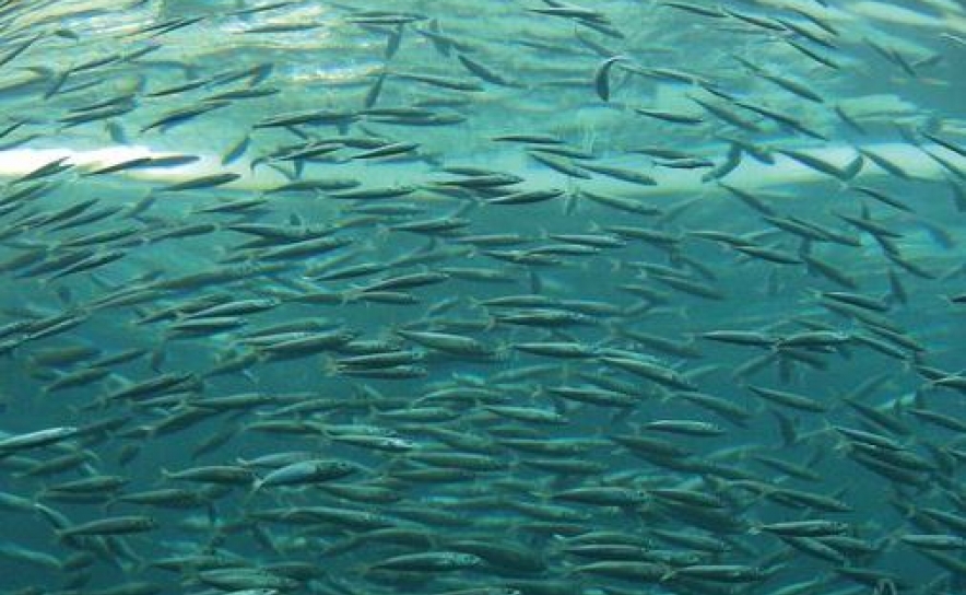 IPMA VAI PROCEDER À LIBERTAÇÃO DE MILHARES DE PEIXES PRODUZIDOS EM AQUACULTURA NA COSTA ALGARVIA.