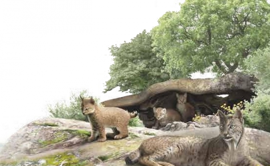 EXPOSIÇÃO «O LINCE NA PENÍNSULA – CONECTAR TERRITÓRIOS E CONSOLIDAR POPULAÇÕES» É INAUGURADA EM ALCOUTIM