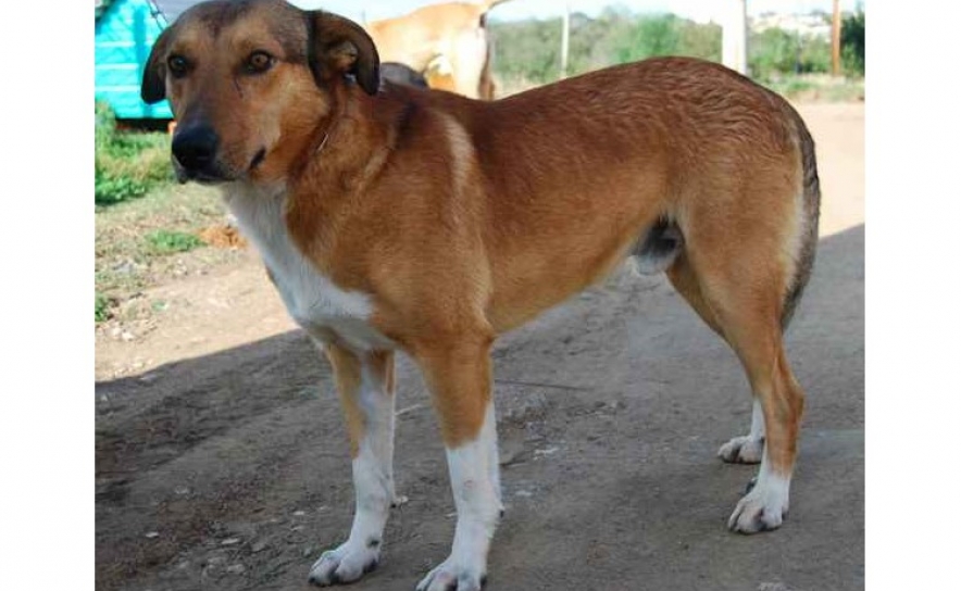 Associação Animais de Rua esterilizou 161 dos 230 gatos errantes da ilha de Faro