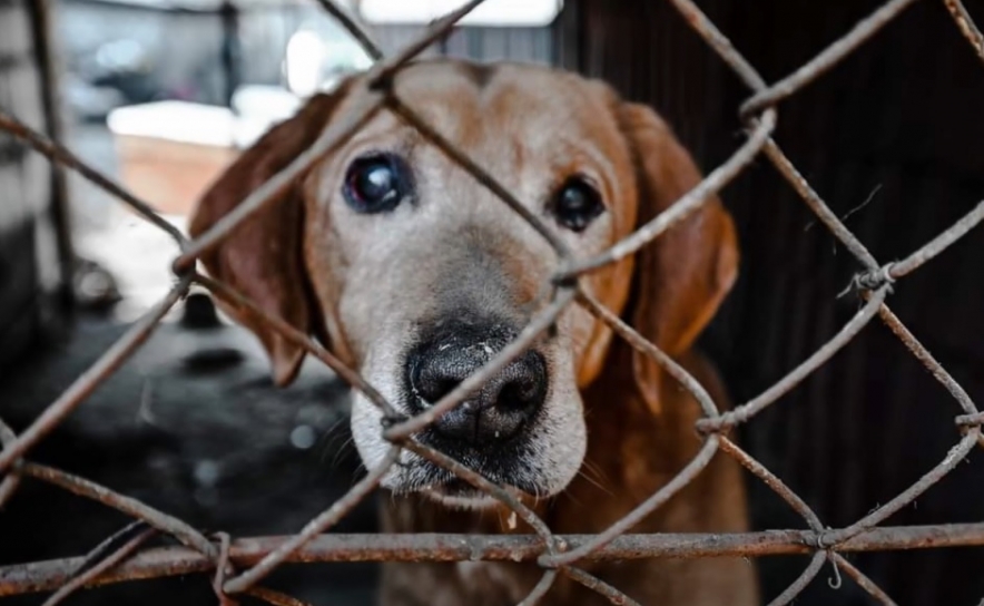 Animal Rescue Algarve conclui a sua missão na Ucrânia Animal Rescue Algarve conclui a sua missão na Ucrânia