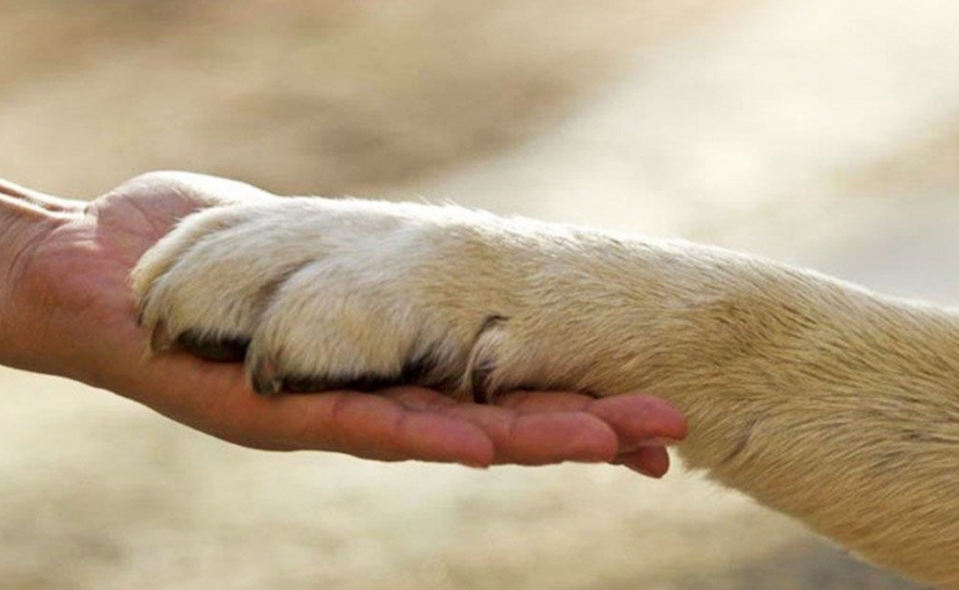 Município de Faro promove bem-estar animal junto de núcleos habitacionais fragilizados